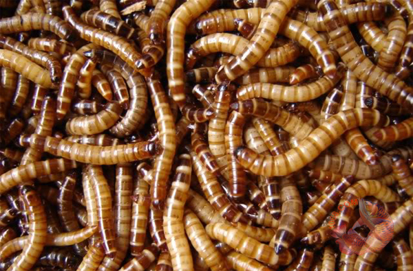 sâu worm